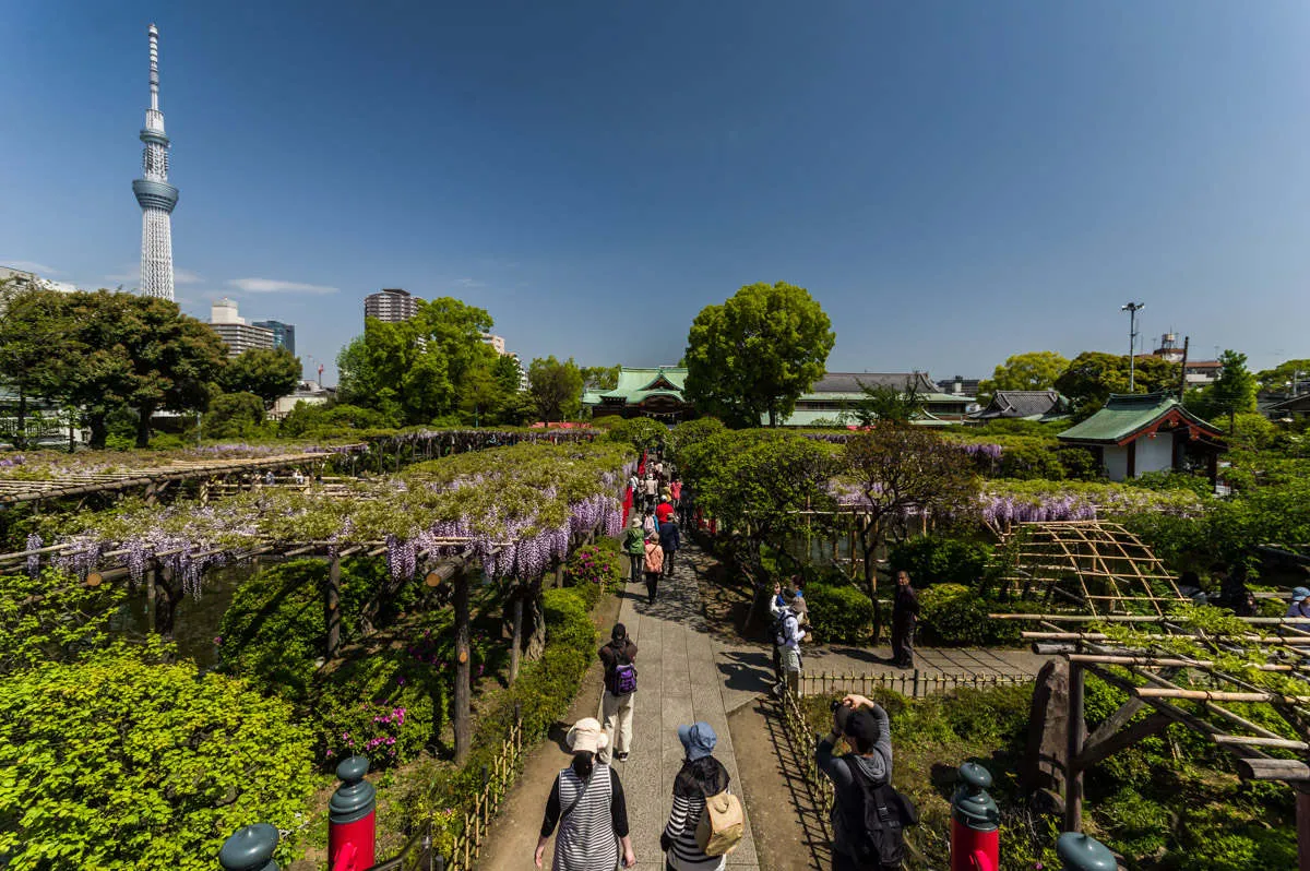 Hoa tử đằng tại Kameido Tenjin