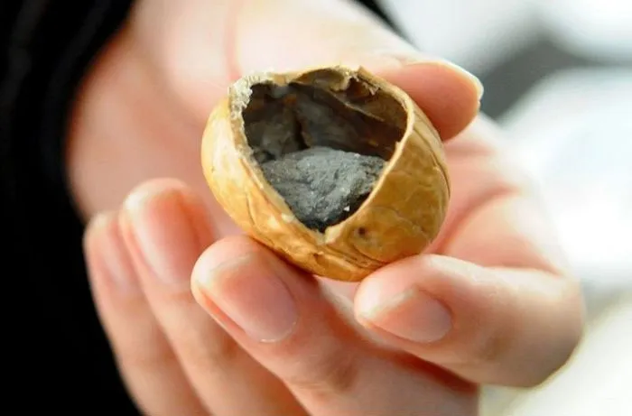 Hạt óc chó làm từ bê tông trộn giấy.