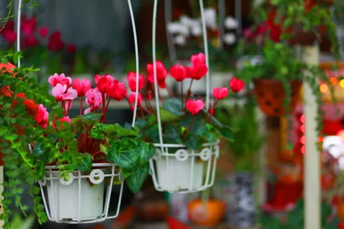 Để có được chậu hoa sen cạn đẹp, người chơi hoa cần chú ý một số kỹ thuật trồng cây đơn giản