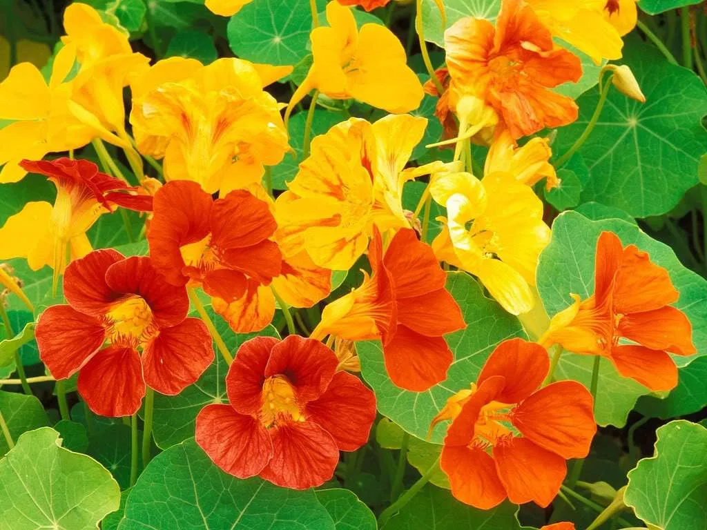 Hoa sen cạn có nhiều màu như vàng, vàng cam và đỏ