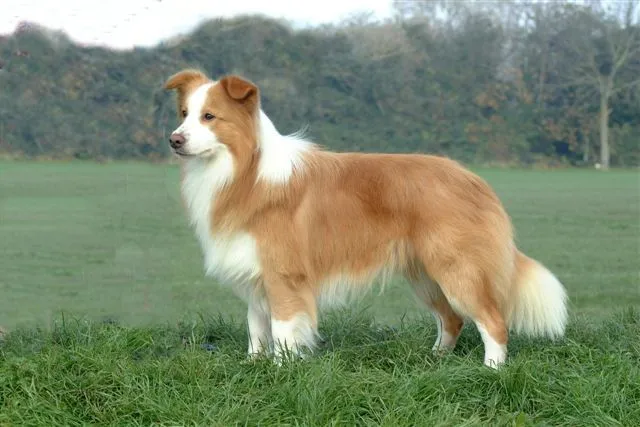 Chó Collie biên giới (tốc độ tối đa: 48 km/h).