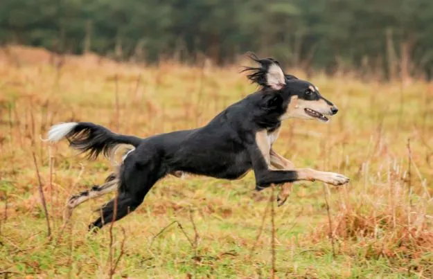 Chó Saluki (tốc độ tối đa: 64 km/h).