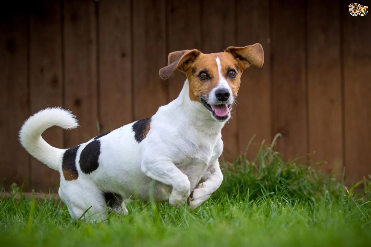 Chó sục Jack Russell (tốc độ tối đa: 61 km/h).