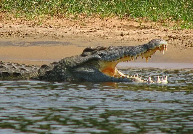 Cá sấu sông Nile ăn thịt người có thể đang sinh sống ở Florida, Mỹ.
