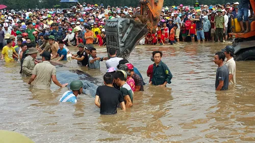 Cá voi hay còn gọi là cá ông được nhiều vùng miền lập miếu thờ cúng.