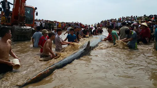 Hàng nghìn người dân địa phương và phụ cận hay tin đã kéo đến bãi biển chứng kiến việc giải cứu cá.