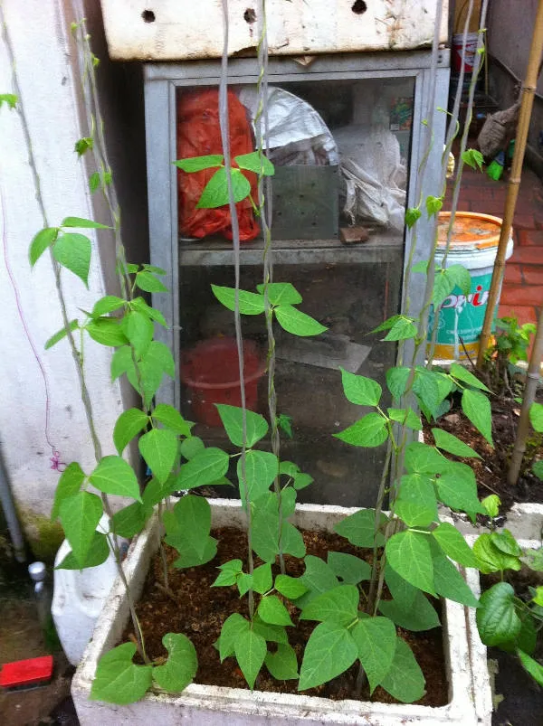 Làm giàn đậu đũa bằng dây