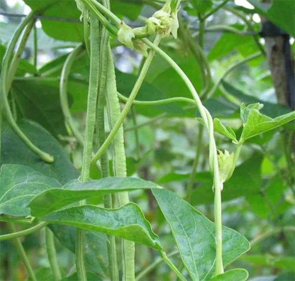 Kỹ thuật trồng đậu đũa rất đơn giản