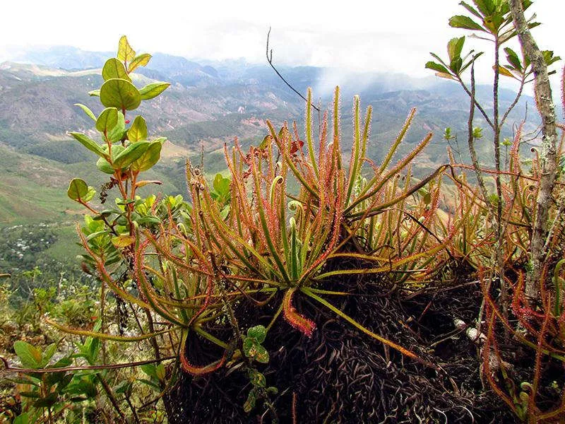 Loài cây ăn thịt mới Drosera magnifica