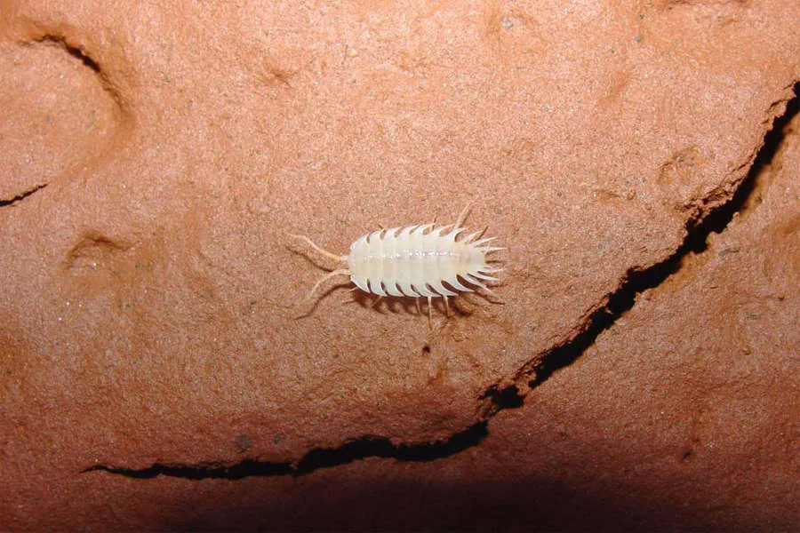 Động vật tí hon Iuiuniscus iuiuensis