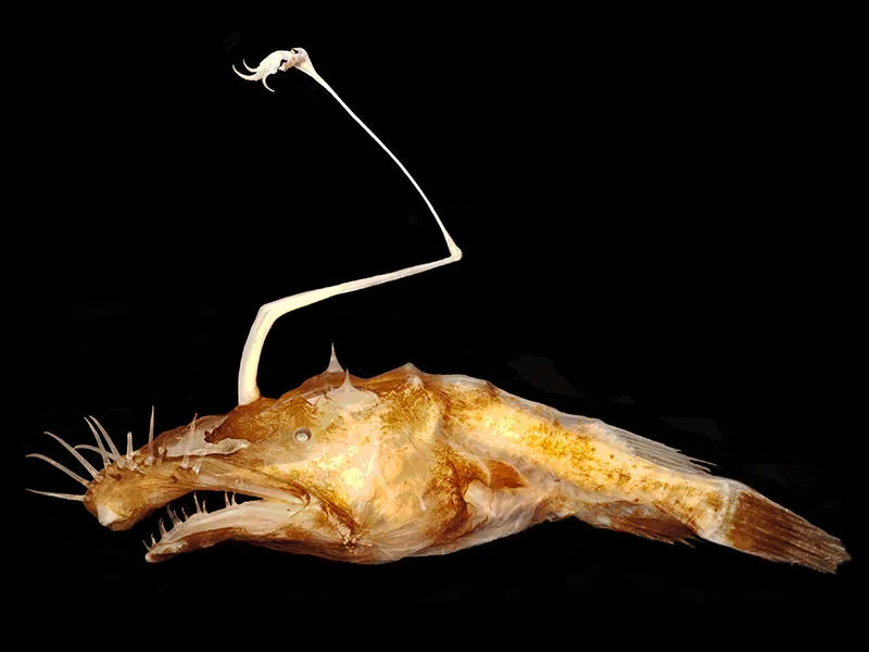 Loài cá Lasiognathus dinema