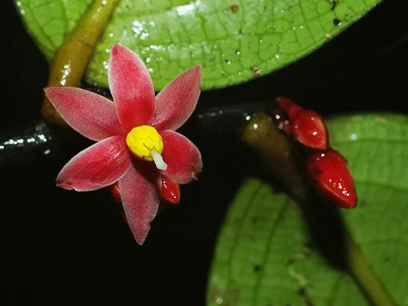 Loài thực vật có hoa Sirdavidia solannona
