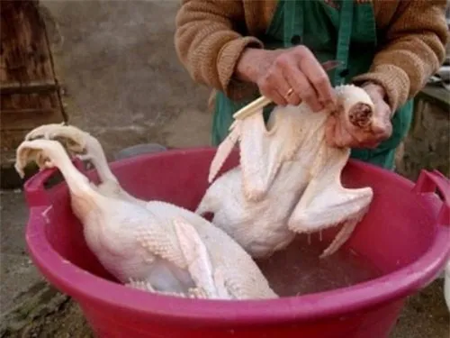 Để tẩy mùi hôi của vịt, dùng rượu trắng và muối xát đều lên da vịt, sau đó xả dưới vòi nước, vịt sẽ trắng và sạch.