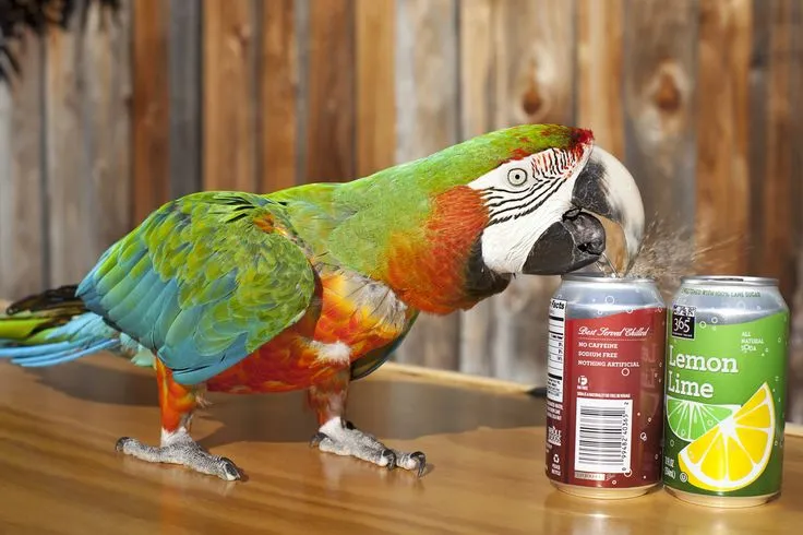 Một chú vẹt có tên Zac đã lập kỷ lục khó tin với việc mở được 35 hộp soda trong vòng 1 phút.