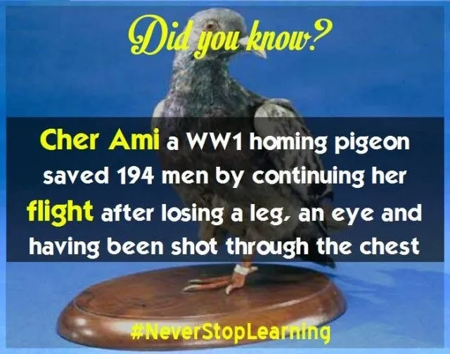 Cher Ami, một chú chim bồ câu đưa thư trong Thế chiến thứ nhất đã cứu 194 mạng người bằng cách tiếp tục chuyến bay của mình sau khi mất một chân, một mắt và bị bắn xuyên qua ngực để truyền tin xin cứu viện.