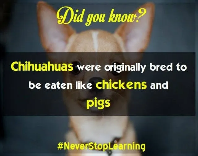 Chó Chihuahua ban đầu được nuôi để ăn thịt như gà và lợn.