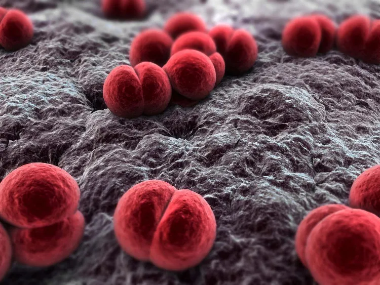 Vi khuẩn gây viêm não mô cầu Neisseria meningitidis.