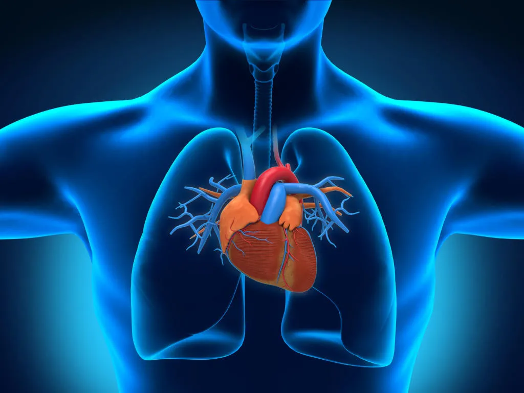 Galen, vị bác sĩ kiêm triết gia người Hy Lạp, đưa ra mô hình hệ thống tuần hoàn vào thế kỷ thứ 2.