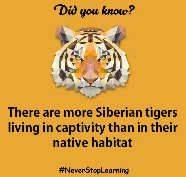 Có nhiều hổ Siberia sống trong điều kiện nuôi nhốt hơn môi trường sống tự nhiên.