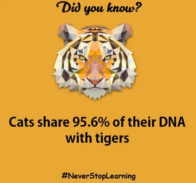 Mèo và hổ có chung 95,6% DNA.