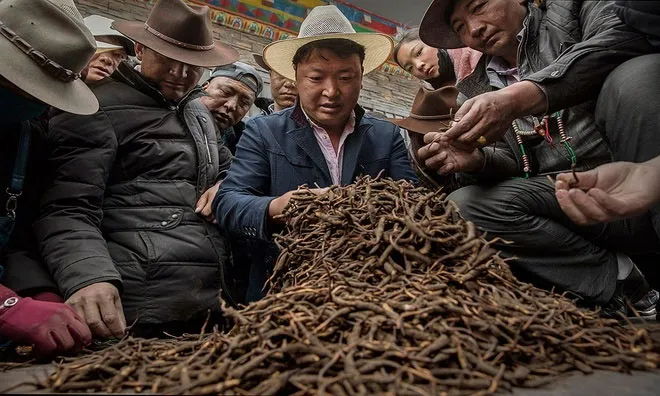 Đông trùng hạ thảo được bày bán.