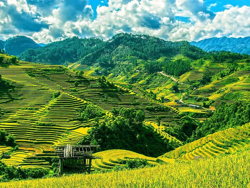Việt Nam
