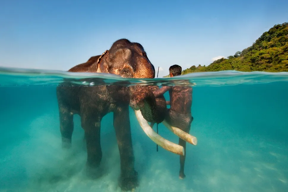 Quần đảo Andaman của Ấn Độ, con voi lội ở vùng nước trong cũng có thể đuợc nhìn thấy rõ ràng.