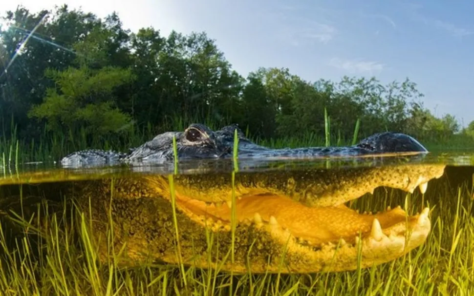 Cá sấu Florida – quái vật ẩn nấp trong dòng sông