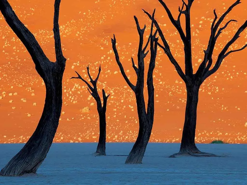 Bức tranh "Cây ở đụn cát đỏ Namibia"