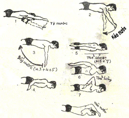 Cách học bơi sải.