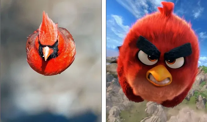 Chú chim hồng y mà Kushner chụp giống "y hệt" như Red trong Angry Birds