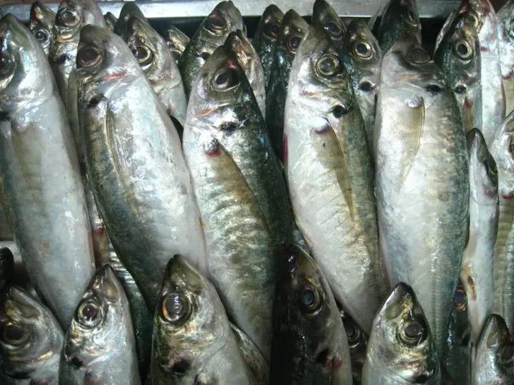 Cá nục.