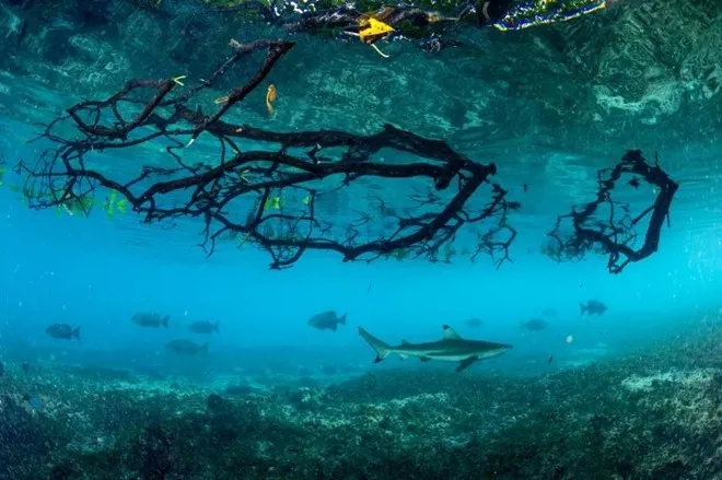 Thủy triều dâng cao trong khu đầm phá Aldabra, những con cá mập vây đen đi săn mồi giữa rừng ngập mặn.