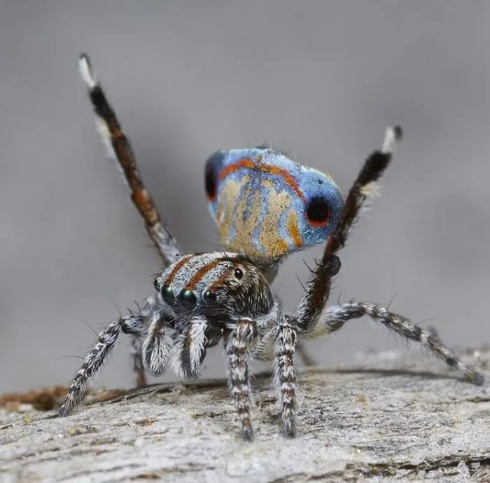 Loài nhện Maratus Tasmanicus, một trong bảy loài nhện mới vừa được phát hiện bởi Jürgen Otto.