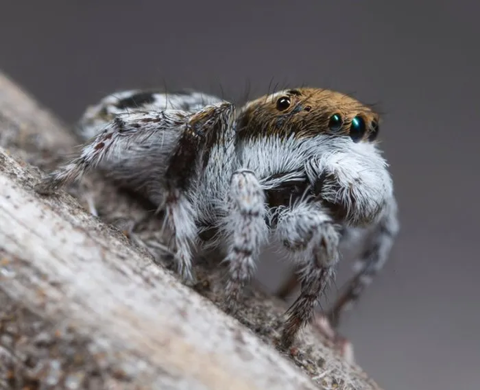Vẻ đẹp băng giá của loài nhện Maratus Albus
