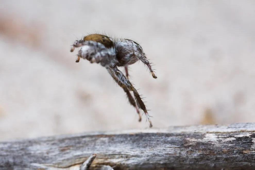 Một góc nhìn khác về loài nhện Maratus Albus.