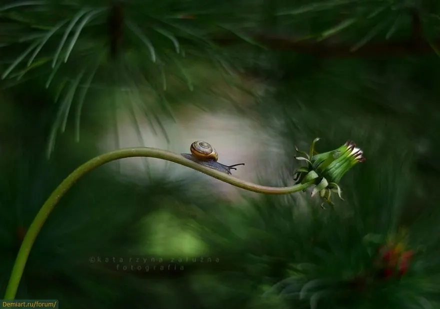 Katarzyna Załużna sử dụng ống kính có khẩu độ F1.8 nên rất khó tập trung vào từng cá thể một.