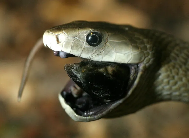 Khoang miệng đen xì này chính là lý do vì sao chúng được gọi là Mamba Đen.