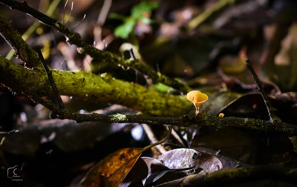 Trong rừng, có nhiều họ thực vật được ghi trong Sách đỏ Việt Nam.