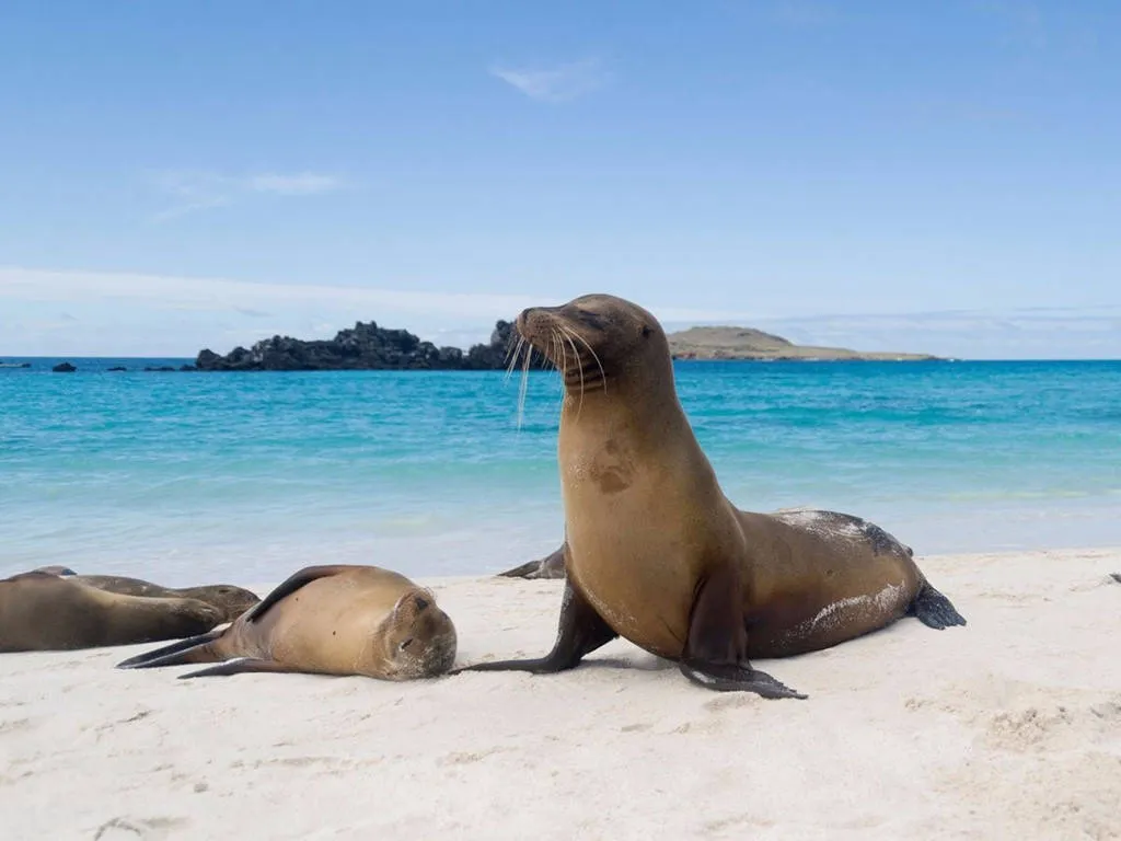Tới bãi biển cát trắng ở vịnh Gardner, trên đảo Española thuộc quần đảo Galapagos, Ecuador, du khách sẽ thấy hàng trăm con sư tử biển nằm thư giãn dưới nắng.