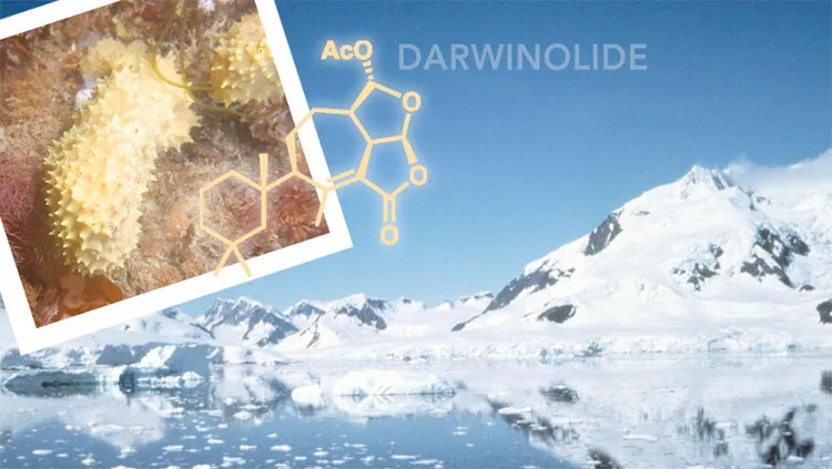 Chất Darwinolide chống lại được MRSA trong các thử nghiệm lâm sàng.