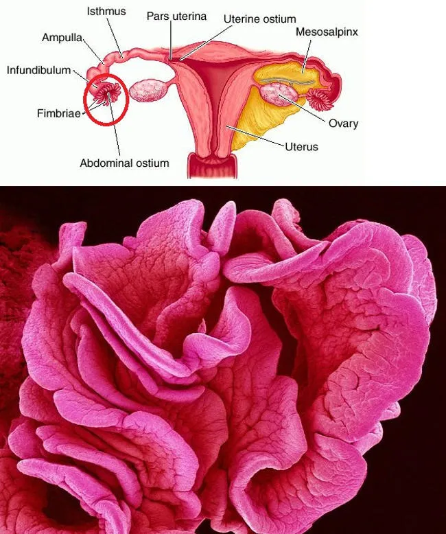Fimbriae là một rìa của mô ở đầu xa (mở bên phía buồng trứng) của ống dẫn trứng. Khi quá trình rụng trứng xảy ra, các mô sưng lên với máu và nhẹ nhàng giải phóng trứng ra qua đường này. Khi phóng lên 20 lần, nhìn chúng giống như những cánh hoa.