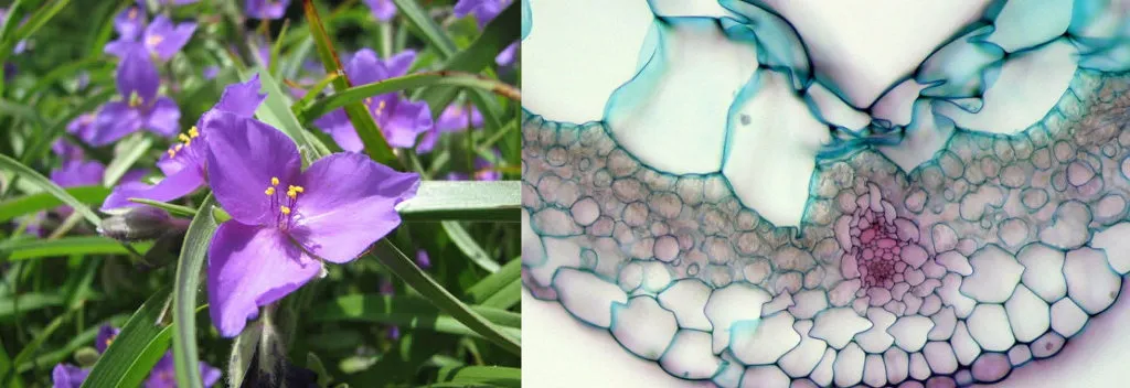 Đây là hình ảnh phóng to của cánh hoa thài lái tím thuộc họ Tradescantia.