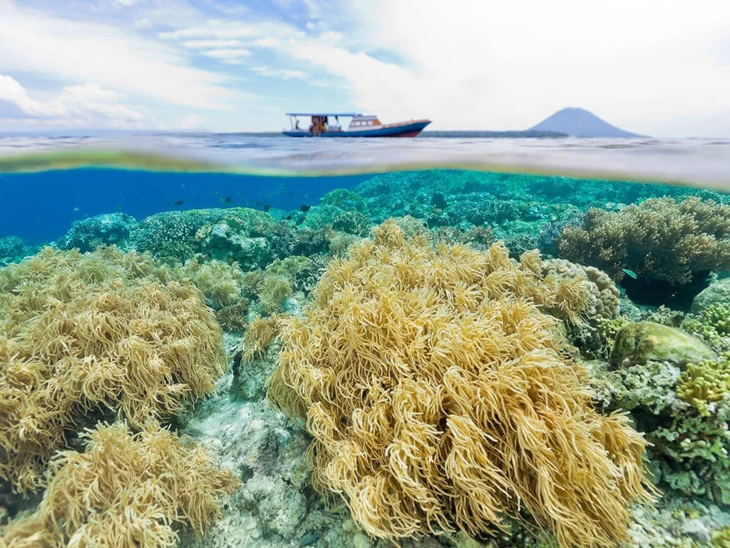 Công viên biển Bunaken, Indonesia