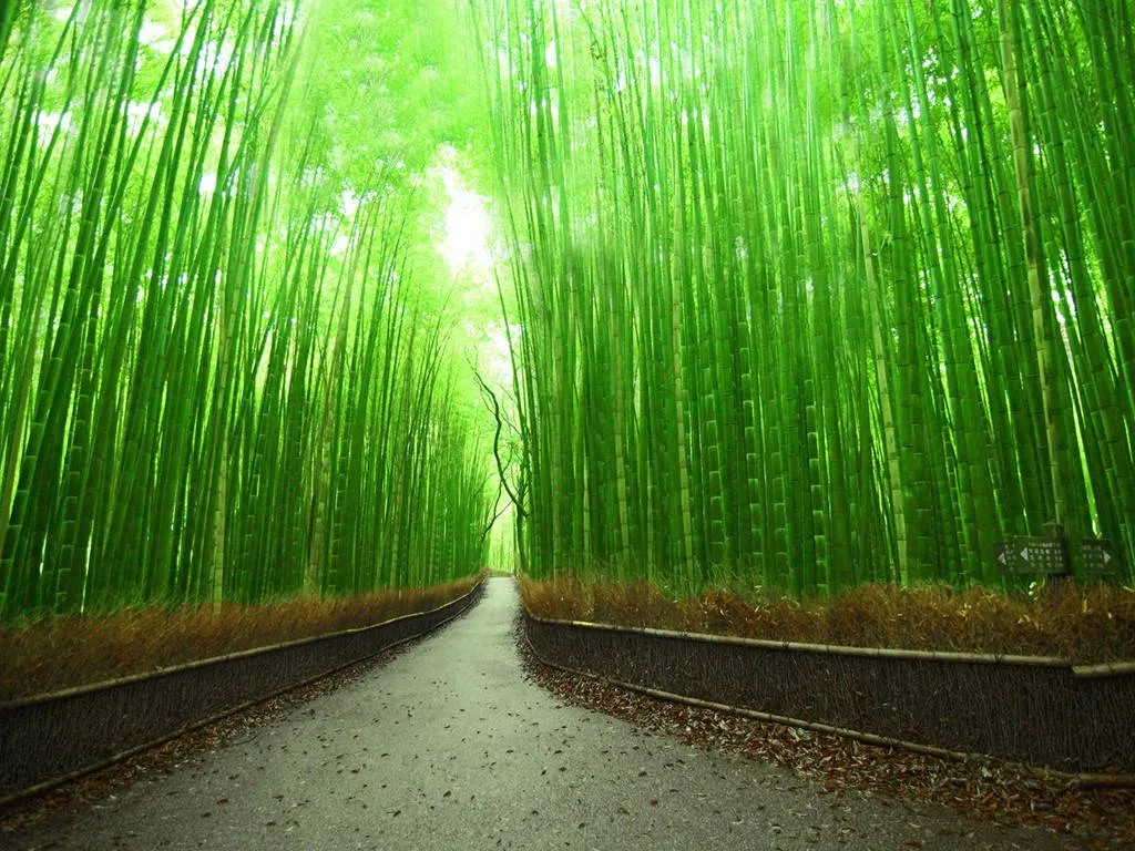 Arashiyama, Kyoto, Nhật Bản