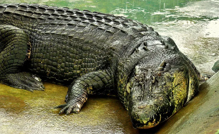 Cá sấu Cassius có kích thước khổng lồ.
