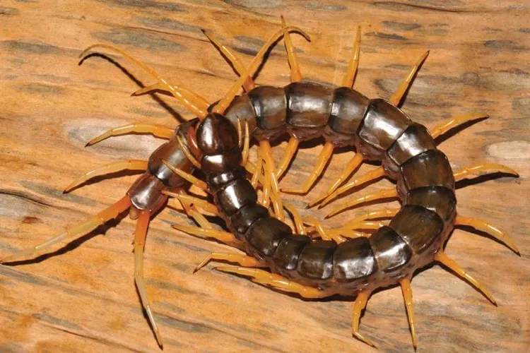 Nọc độc của loài rết S. cataracta này không đủ để gây chết người.