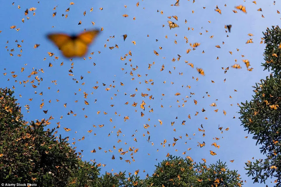 Mỗi năm, hàng trăm triệu con bướm Monarch từ Canada và Mỹ lại vượt chặng đường 4.000 km để tới rừng Michoacan, Mexico, tạo thành chuyến di cư của côn trùng có quy mô lớn nhất trên thế giới.
