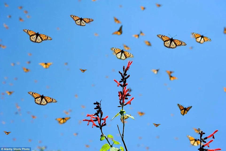 Cuộc di cư của bướm Monarch được xem như một trong những bí ẩn thú vị nhất của thế giới tự nhiên.