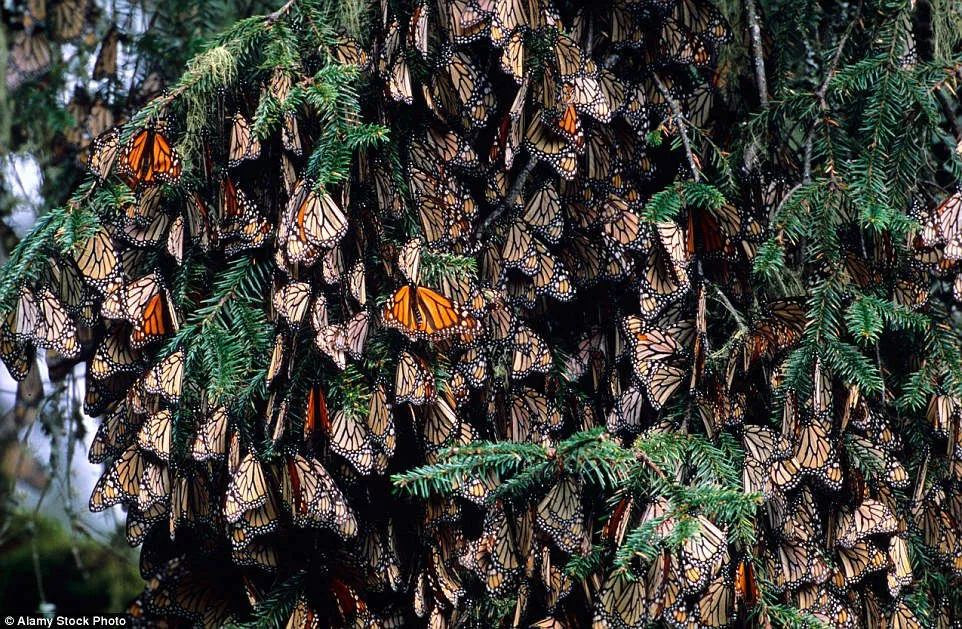 Monarch bắt đầu đến rừng Michoacan vào cuối tháng 10 để trú ẩn trong mùa đông